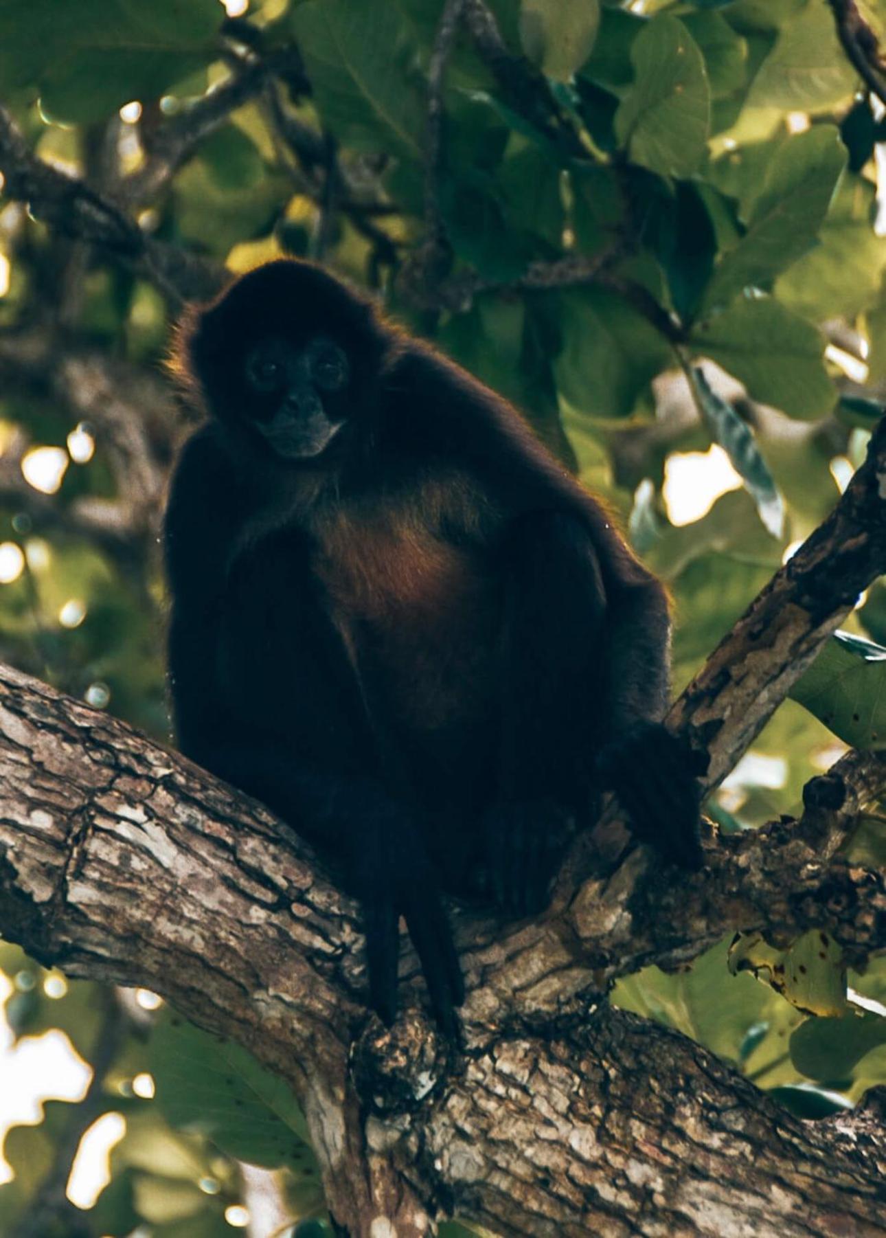 ホテル Ranchos De Chalia Panama ポルトベロ エクステリア 写真